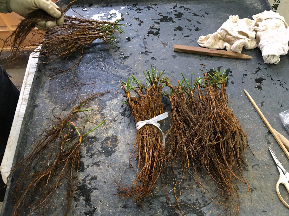 台木の植え付け - ばらとながぐつ