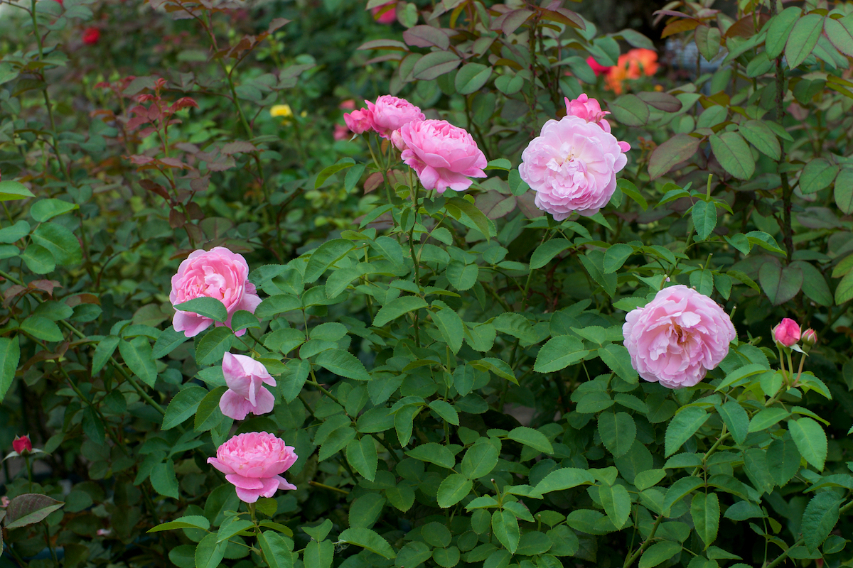 バラの2番花が咲き始めました - ばらとながぐつ