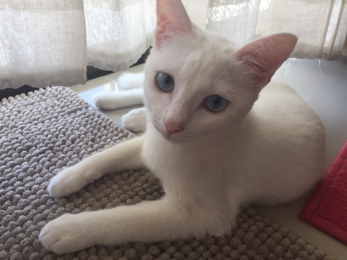 white-cat