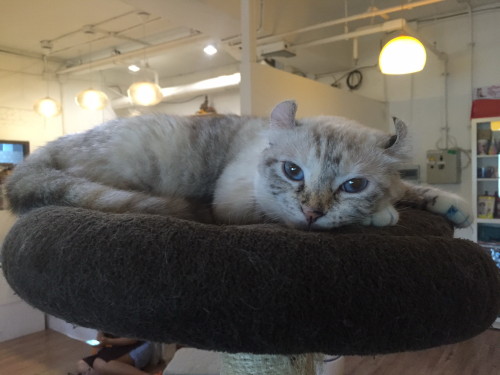 猫カフェ