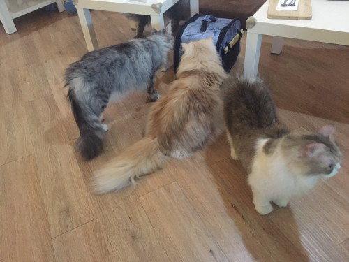 猫カフェ