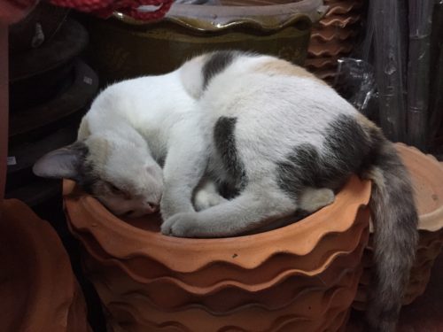cat
