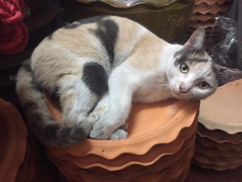 cat