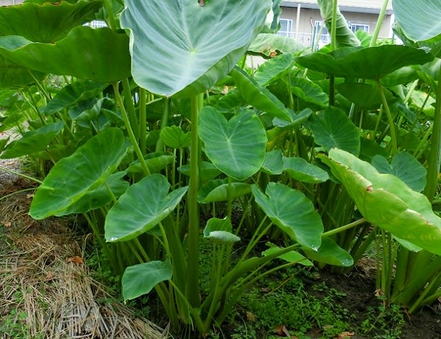 北海道ではなじみの薄い「里芋(サトイモ)」だが・・・ - 癌春(がんばる)日記