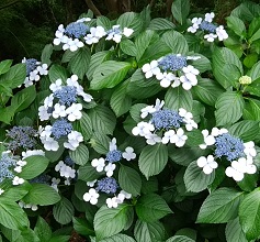 f:id:sakaikikou:20190630103132j:plain f:id:sakaikikou:20190630103132j:plain