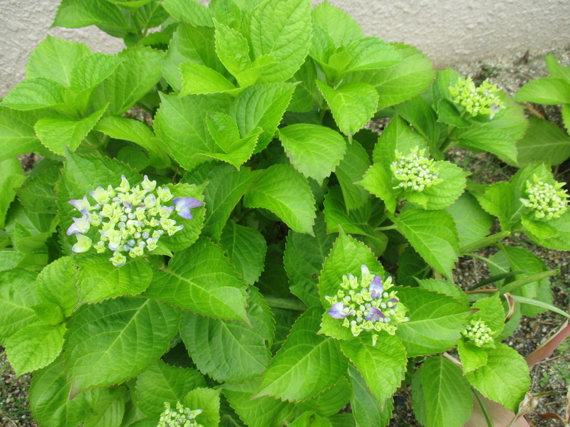 f:id:sakaikita:20210524090541j:plain