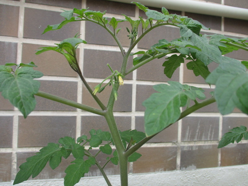 f:id:sakaikita:20210524090626j:plain