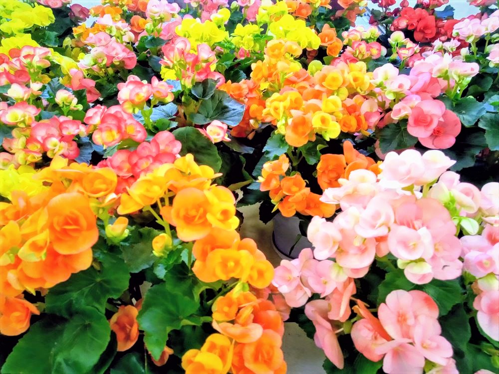 自分らしく生きるとは 人気 最新記事を集めました はてな