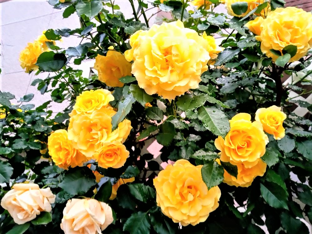 自分らしく生きるとは 人気 最新記事を集めました はてな