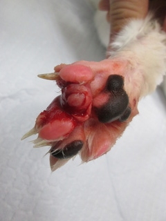 猫の右後肢に見られた毛芽腫(基底細胞腫) - さかい動物病院 症例紹介