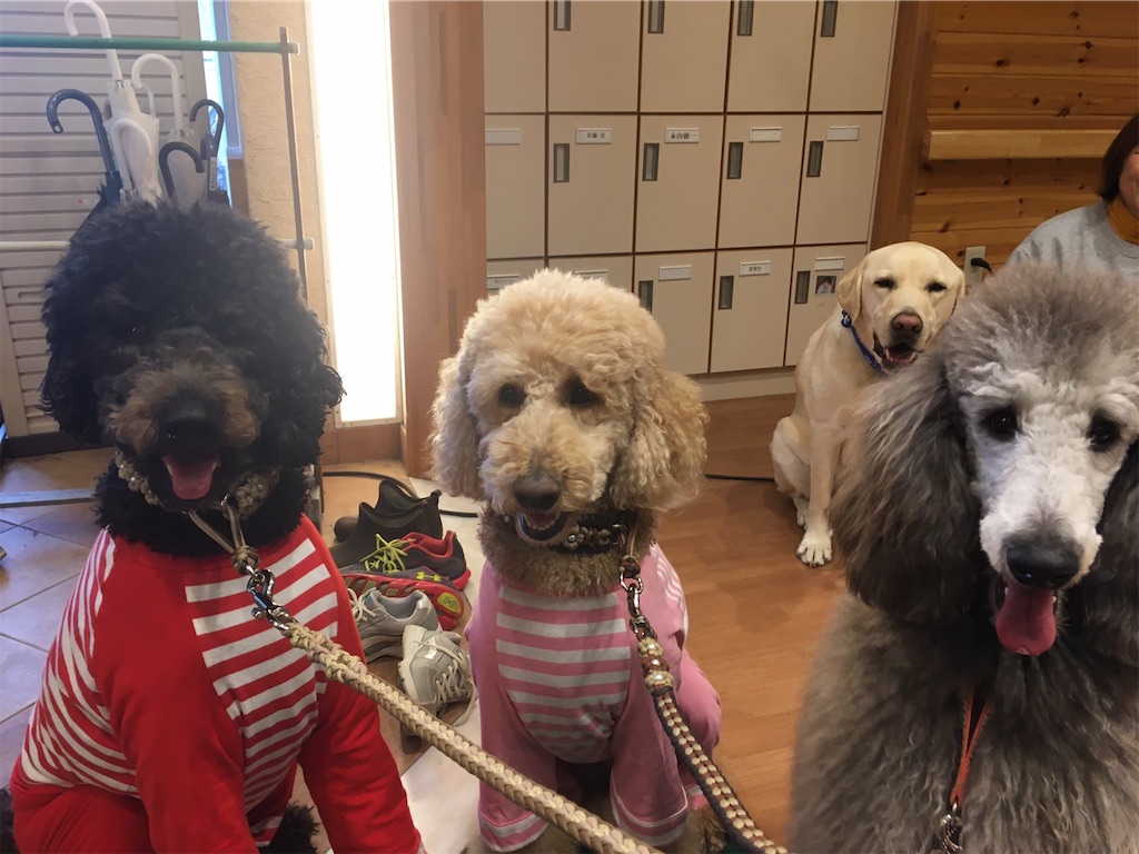 f:id:sakaivet2019:20200115183322j:image