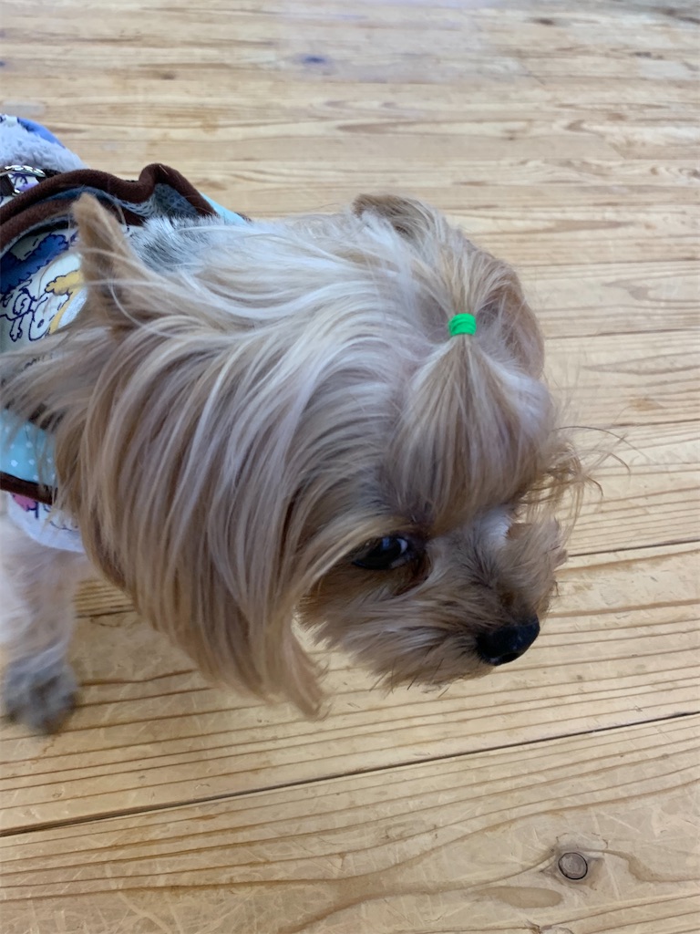 f:id:sakaivet2019:20200116200328j:image f:id:sakaivet2019:20200116200328j:image