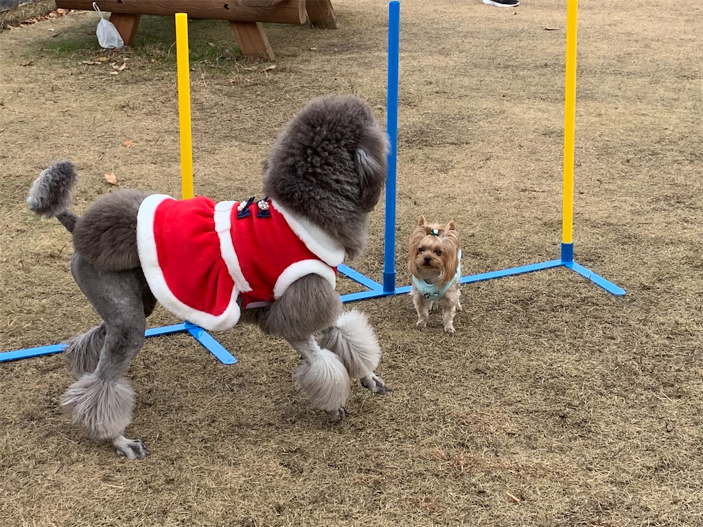 f:id:sakaivet2019:20200116203740j:image f:id:sakaivet2019:20200116203740j:image