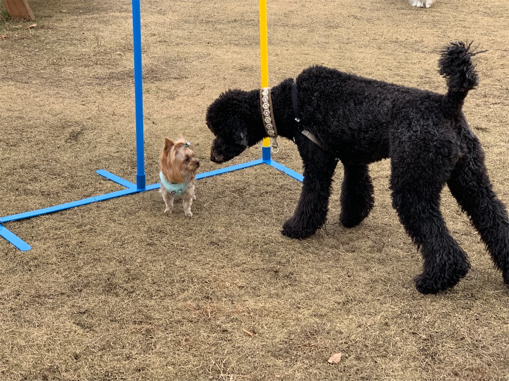 f:id:sakaivet2019:20200116203745j:image f:id:sakaivet2019:20200116203745j:image