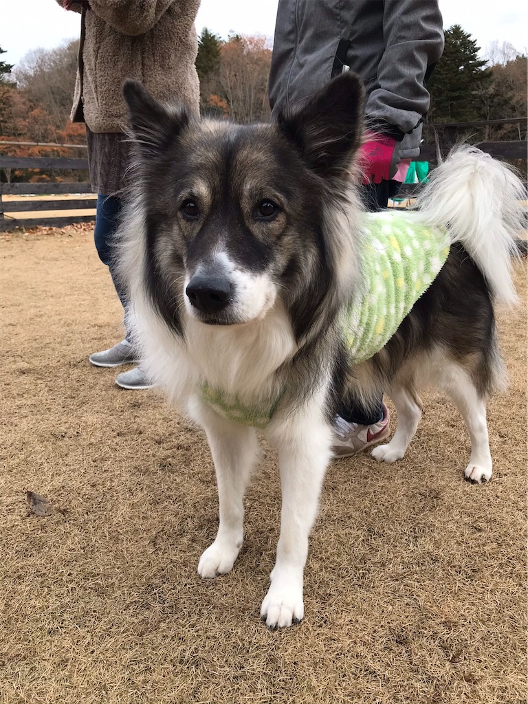 f:id:sakaivet2019:20200116203748j:image f:id:sakaivet2019:20200116203748j:image