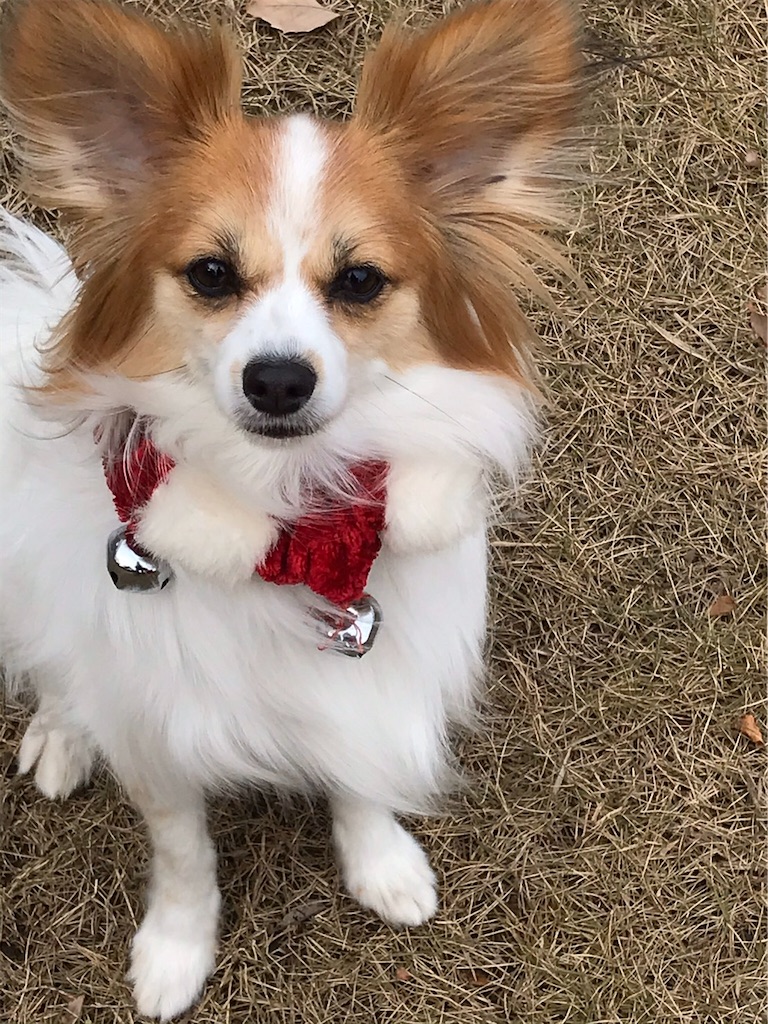 f:id:sakaivet2019:20200116203752j:image f:id:sakaivet2019:20200116203752j:image