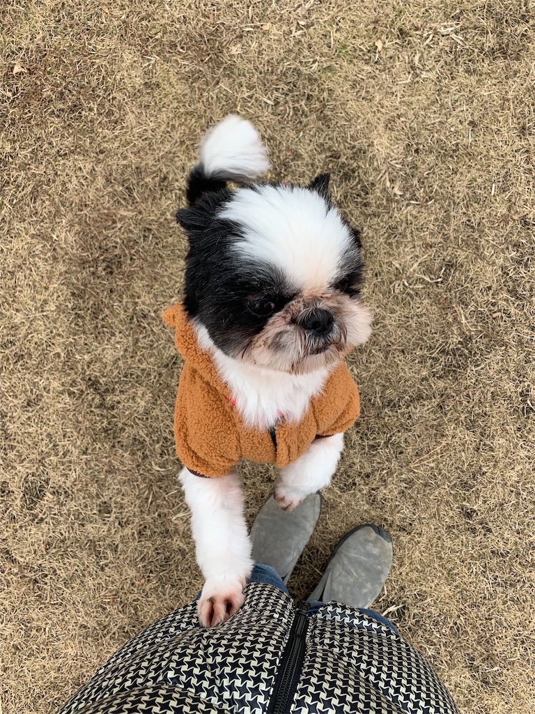 f:id:sakaivet2019:20200116203756j:image f:id:sakaivet2019:20200116203756j:image