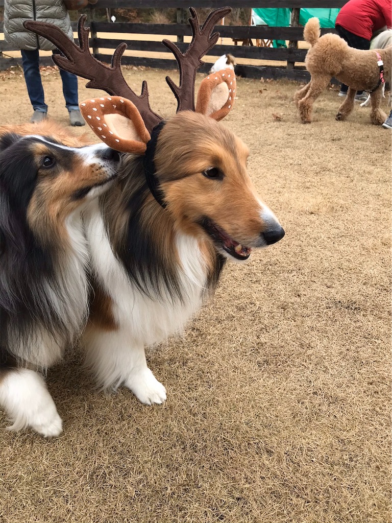 f:id:sakaivet2019:20200116204057j:image f:id:sakaivet2019:20200116204057j:image