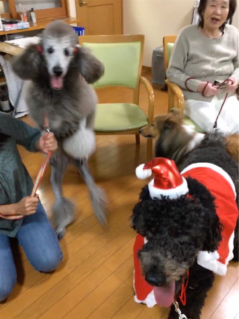 f:id:sakaivet2019:20200116210848j:image f:id:sakaivet2019:20200116210848j:image