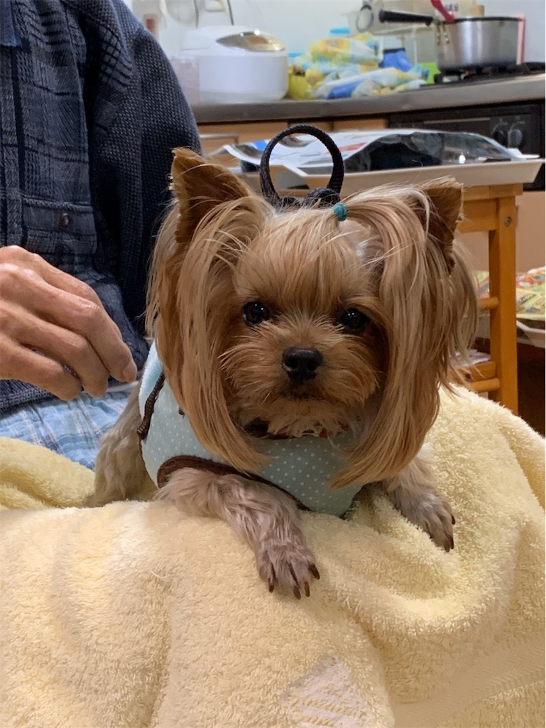 f:id:sakaivet2019:20200116210855j:image f:id:sakaivet2019:20200116210855j:image
