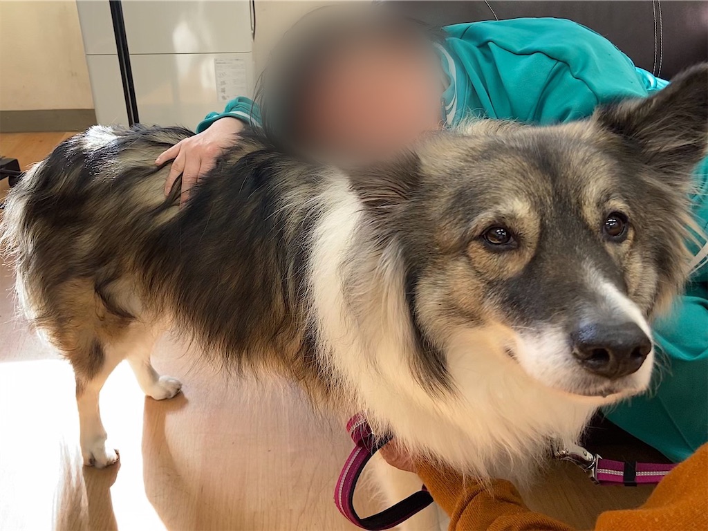 f:id:sakaivet2019:20200116213729j:image f:id:sakaivet2019:20200116213729j:image