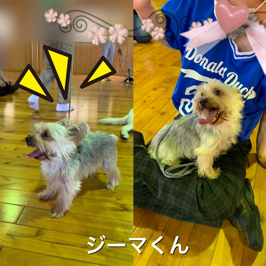 f:id:sakaivet2019:20200615172205j:image f:id:sakaivet2019:20200615172205j:image