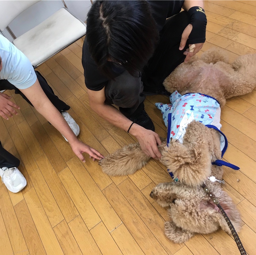 f:id:sakaivet2019:20200702172455j:image f:id:sakaivet2019:20200702172455j:image