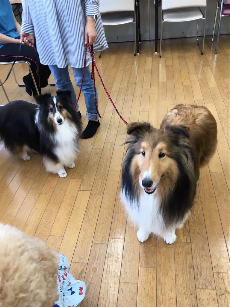 f:id:sakaivet2019:20200702173049j:image f:id:sakaivet2019:20200702173049j:image