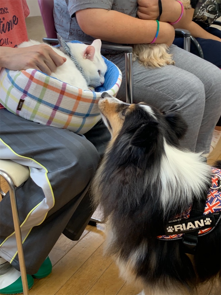 f:id:sakaivet2019:20200702173059j:image f:id:sakaivet2019:20200702173059j:image