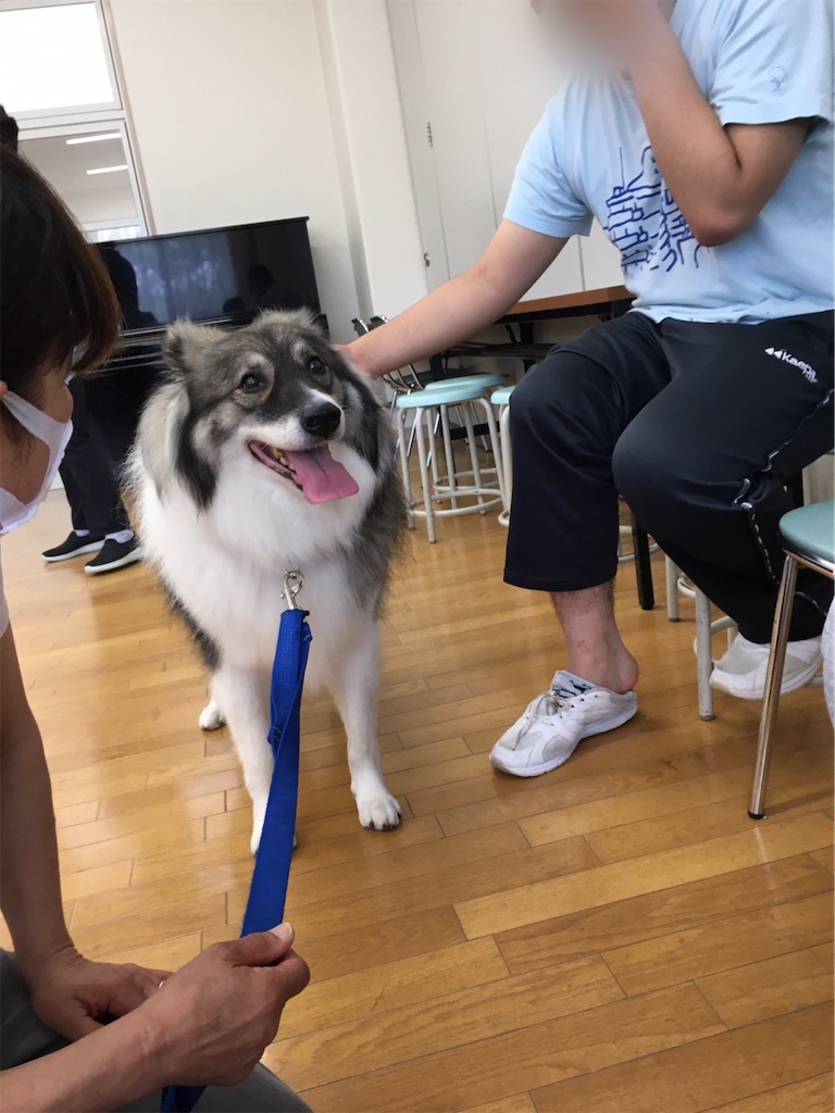 f:id:sakaivet2019:20200702173910j:image f:id:sakaivet2019:20200702173910j:image