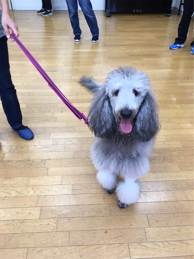 f:id:sakaivet2019:20200702173921j:image f:id:sakaivet2019:20200702173921j:image