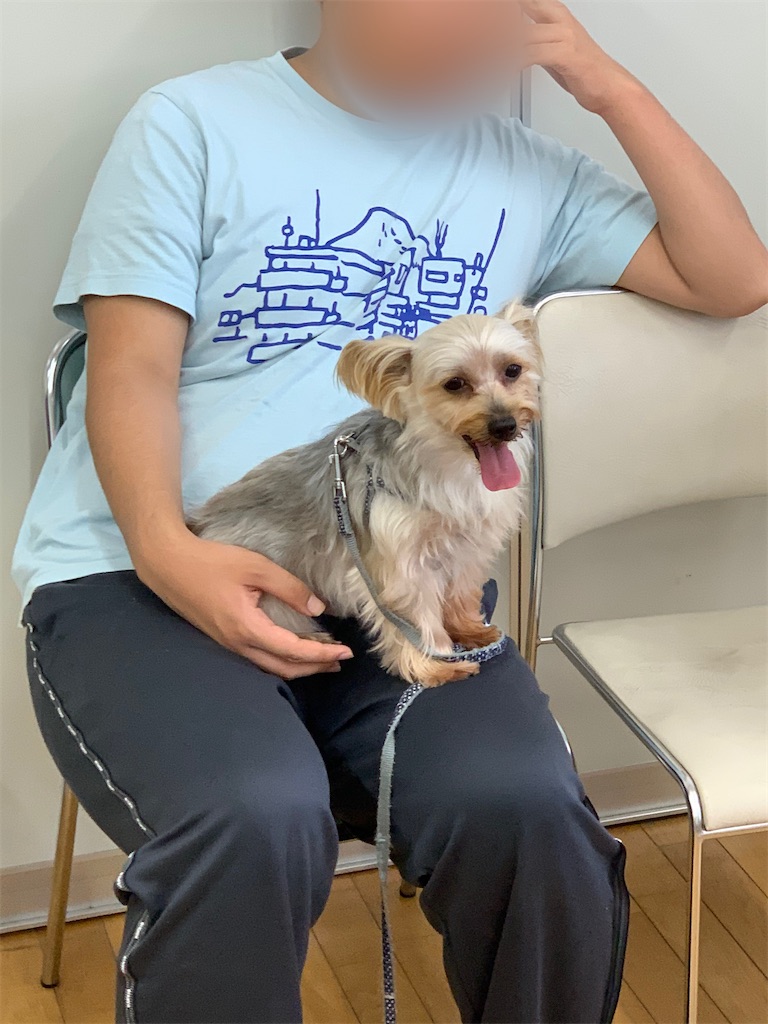 f:id:sakaivet2019:20200702174249j:image f:id:sakaivet2019:20200702174249j:image