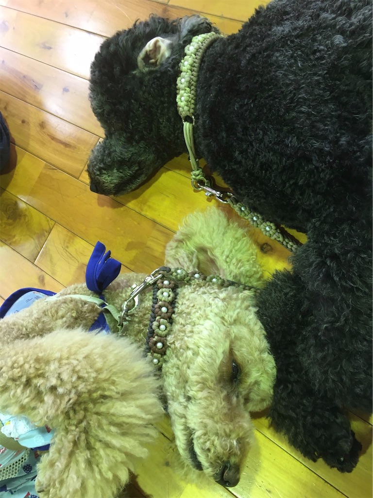 f:id:sakaivet2019:20200718113231j:image f:id:sakaivet2019:20200718113231j:image