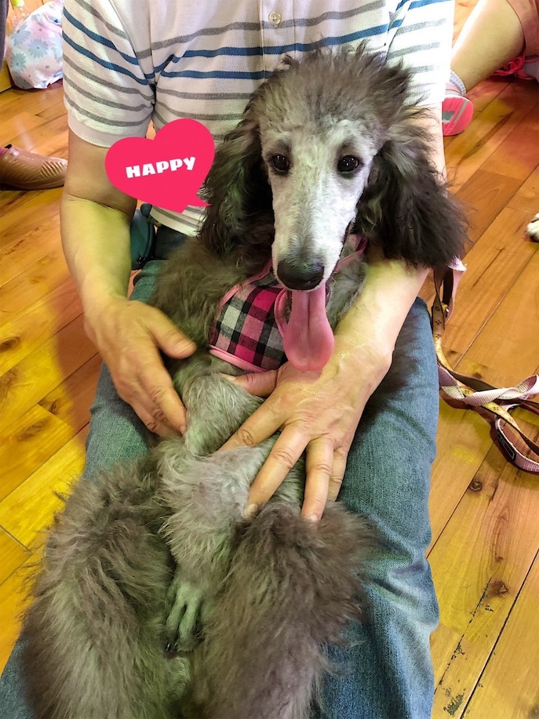 f:id:sakaivet2019:20200718114316j:image