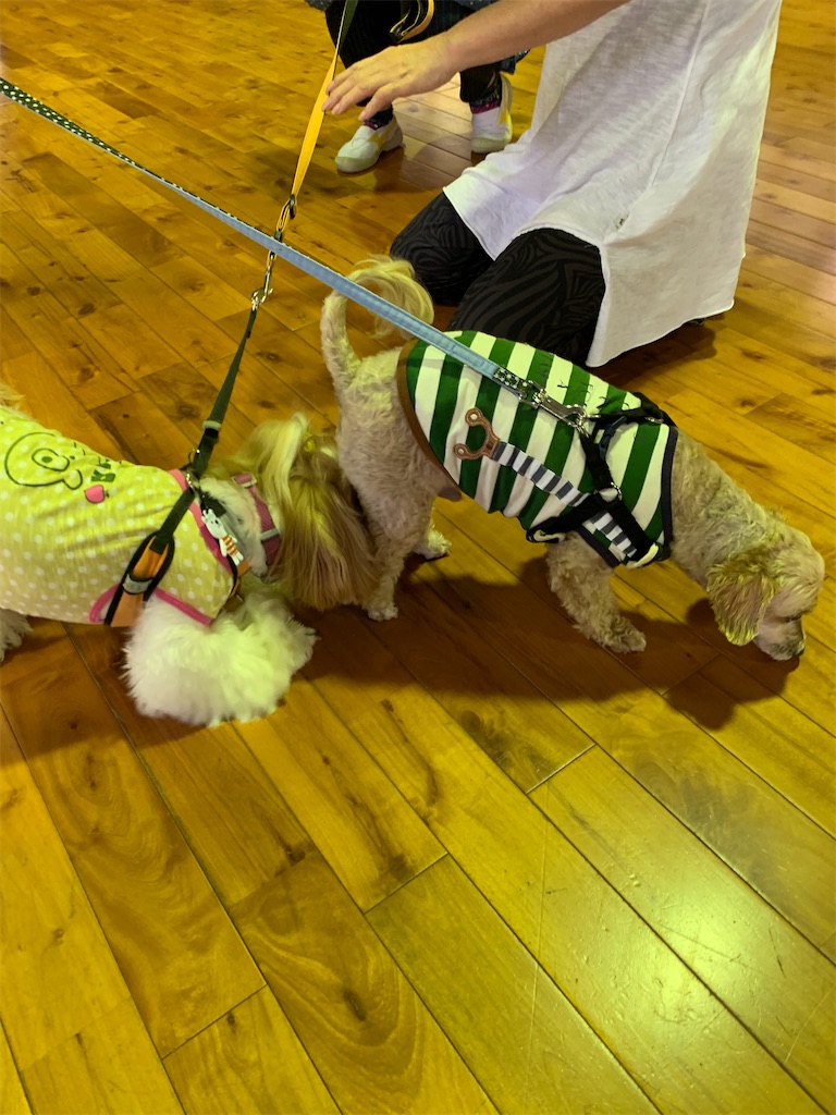 f:id:sakaivet2019:20200718114632j:image f:id:sakaivet2019:20200718114632j:image