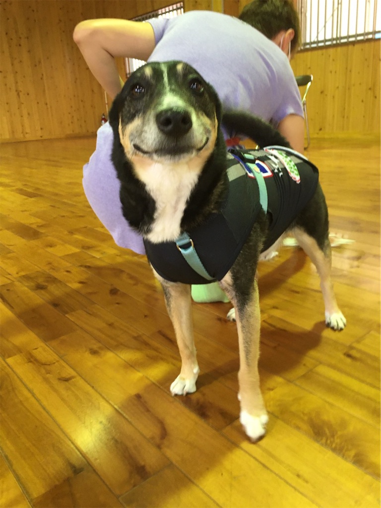 f:id:sakaivet2019:20200718115536j:image f:id:sakaivet2019:20200718115536j:image