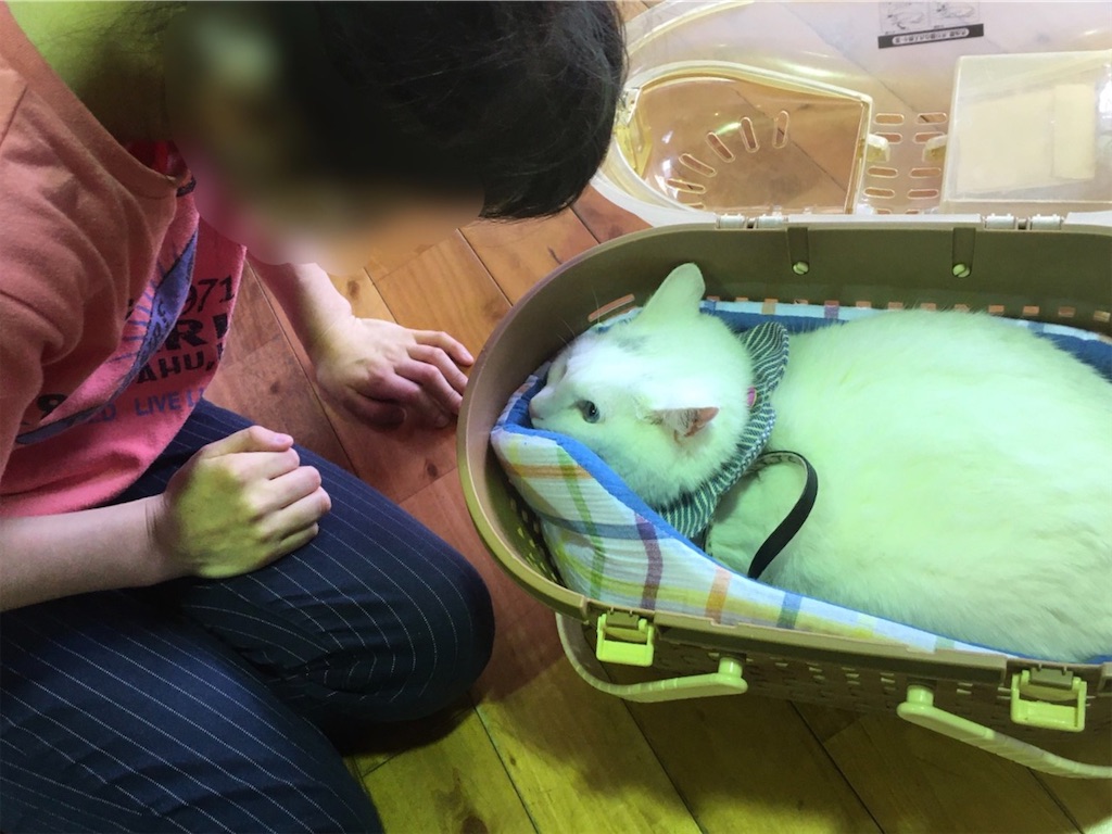 f:id:sakaivet2019:20200718120239j:image f:id:sakaivet2019:20200718120239j:image