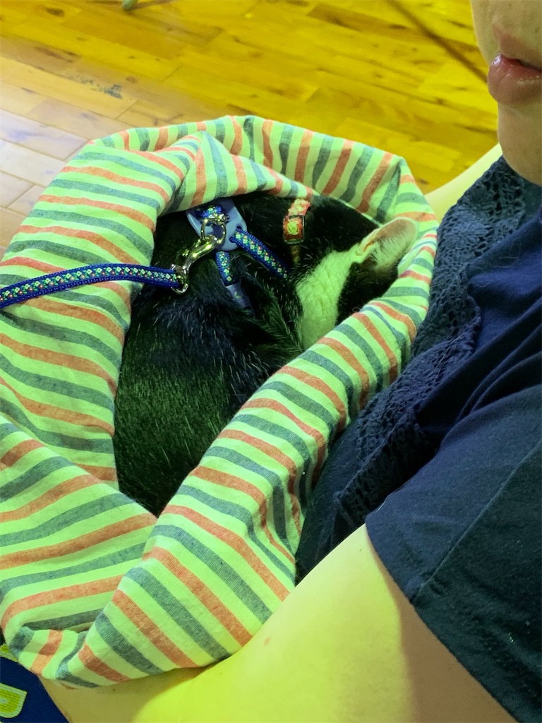 f:id:sakaivet2019:20200718120242j:image f:id:sakaivet2019:20200718120242j:image