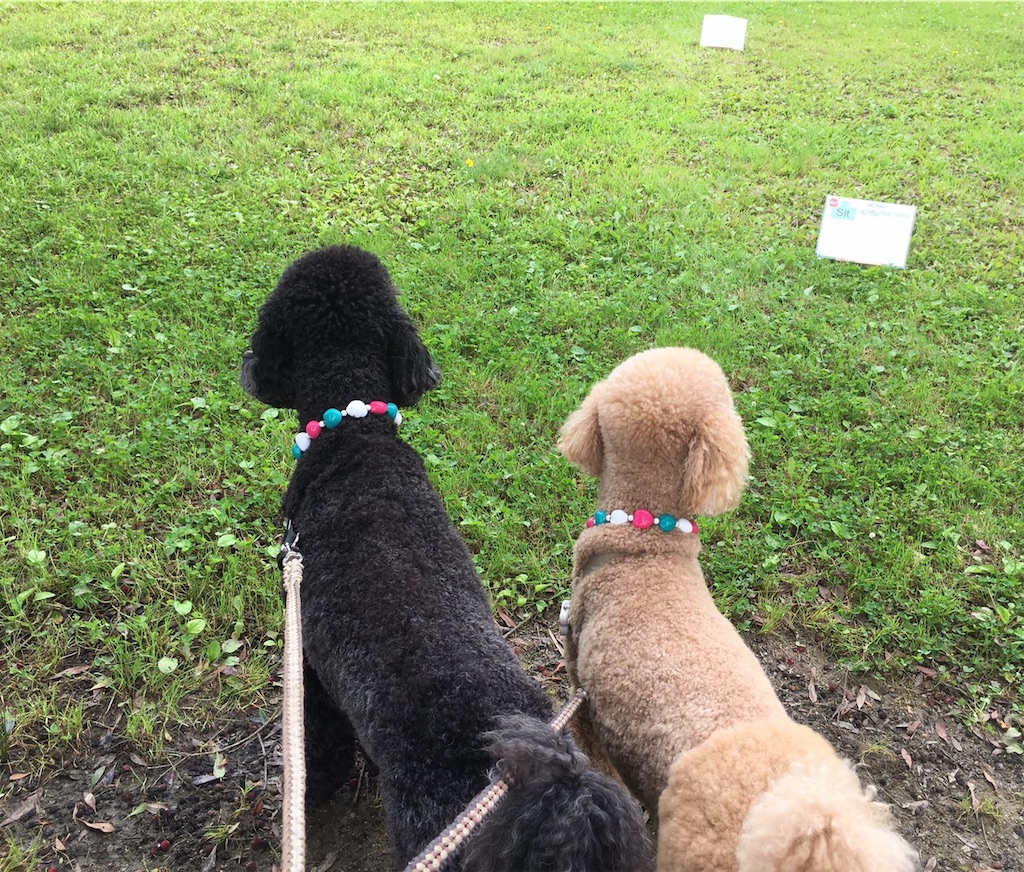 f:id:sakaivet2019:20200720170319j:image f:id:sakaivet2019:20200720170319j:image