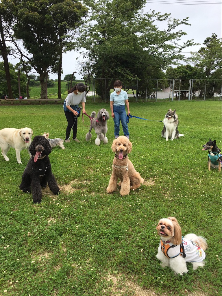 f:id:sakaivet2019:20200720173141j:image f:id:sakaivet2019:20200720173141j:image