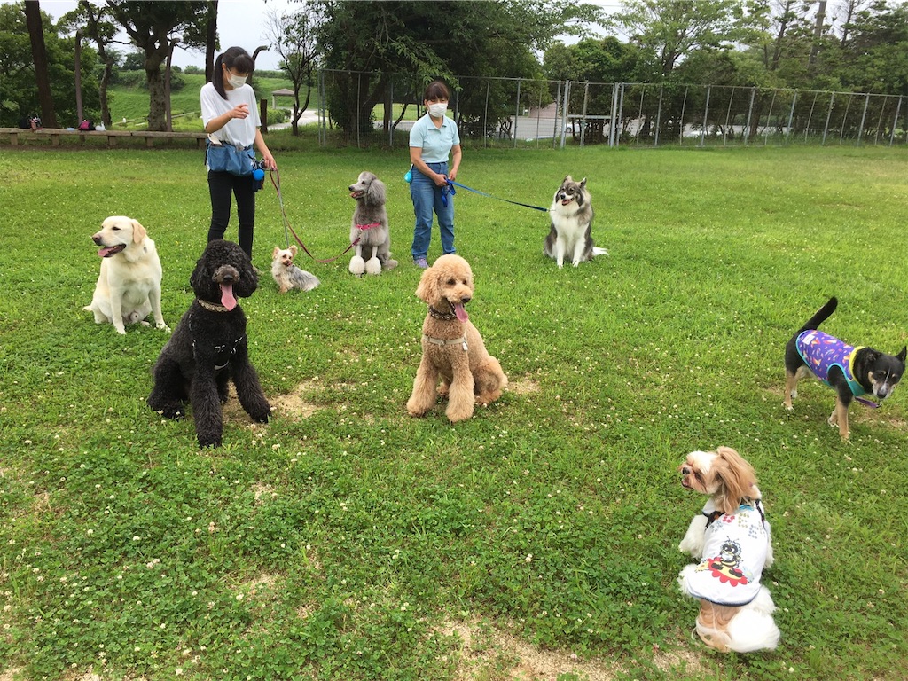 f:id:sakaivet2019:20200720173153j:image f:id:sakaivet2019:20200720173153j:image