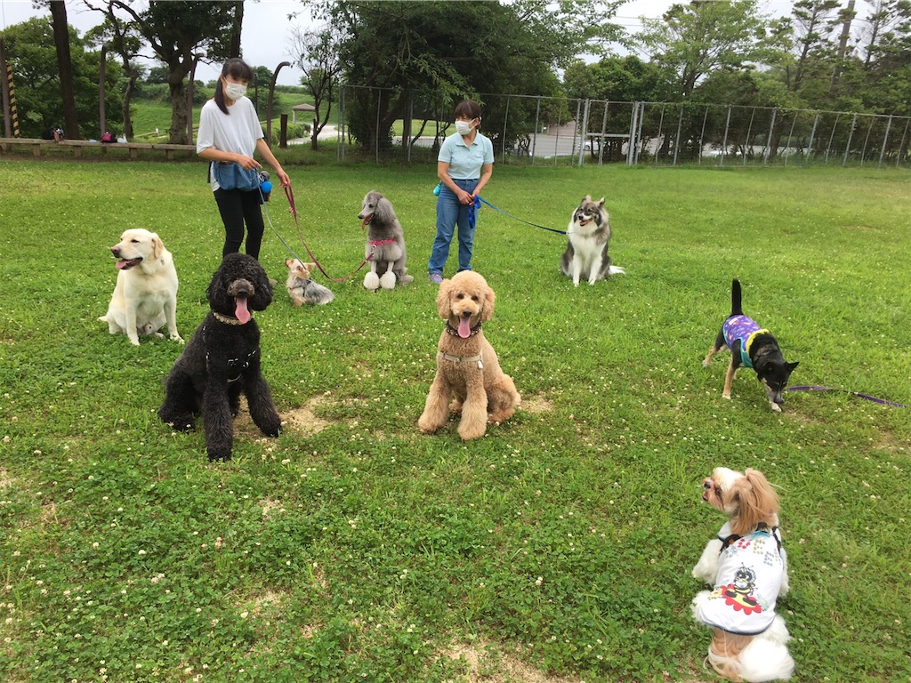 f:id:sakaivet2019:20200720173200j:image f:id:sakaivet2019:20200720173200j:image