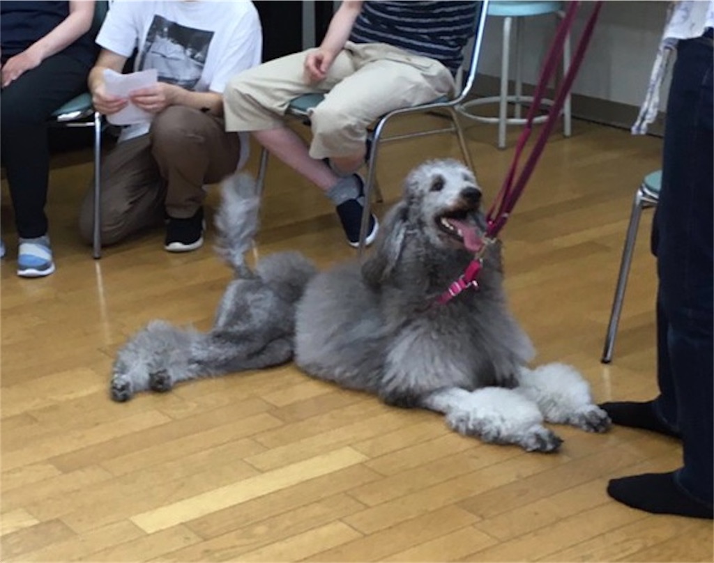 f:id:sakaivet2019:20200828160946j:image f:id:sakaivet2019:20200828160946j:image