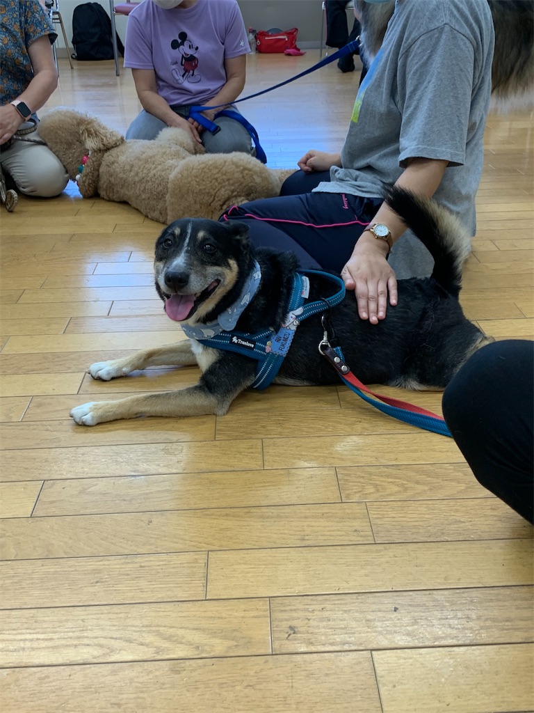 f:id:sakaivet2019:20200828161005j:image f:id:sakaivet2019:20200828161005j:image