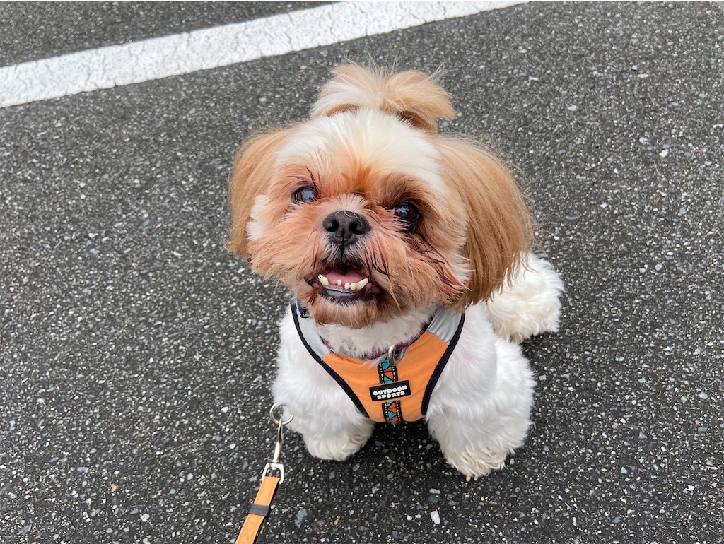 f:id:sakaivet2019:20201006141116j:image f:id:sakaivet2019:20201006141116j:image