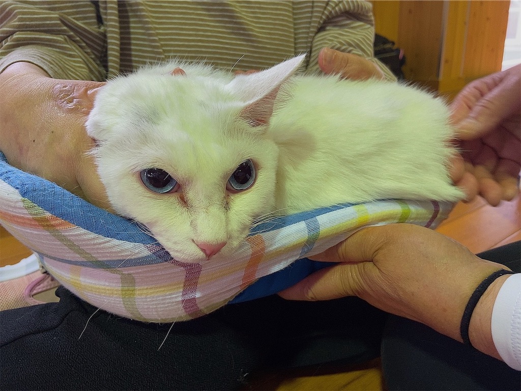 f:id:sakaivet2019:20201006141747j:image f:id:sakaivet2019:20201006141747j:image
