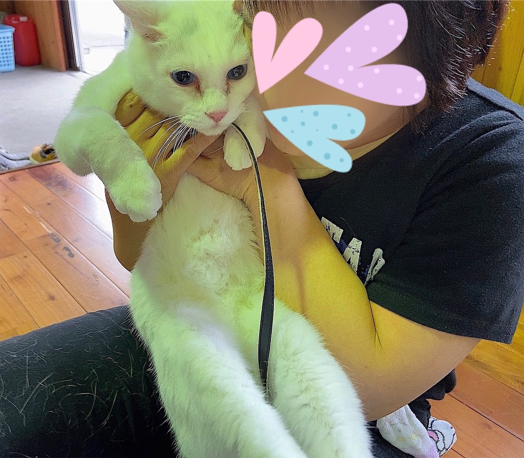 f:id:sakaivet2019:20201006141755j:image f:id:sakaivet2019:20201006141755j:image