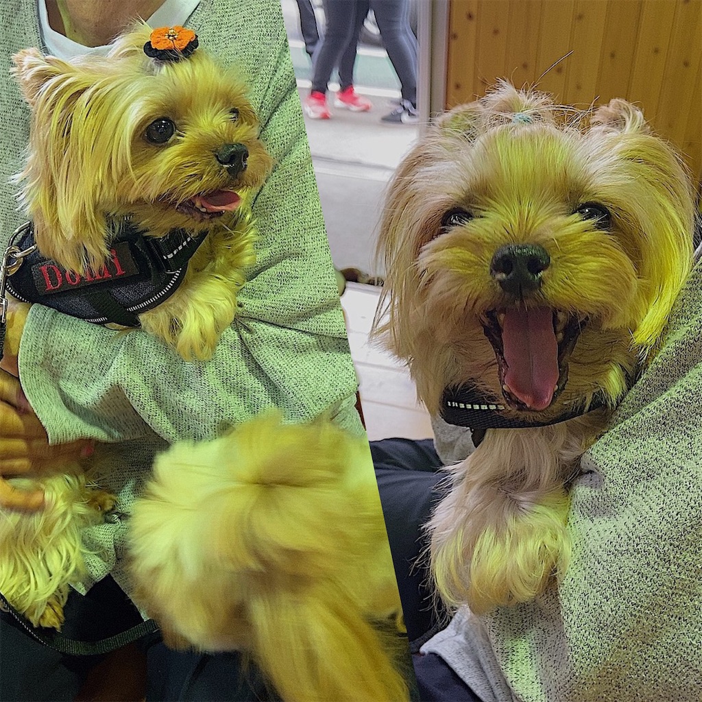 f:id:sakaivet2019:20201006141949j:image f:id:sakaivet2019:20201006141949j:image