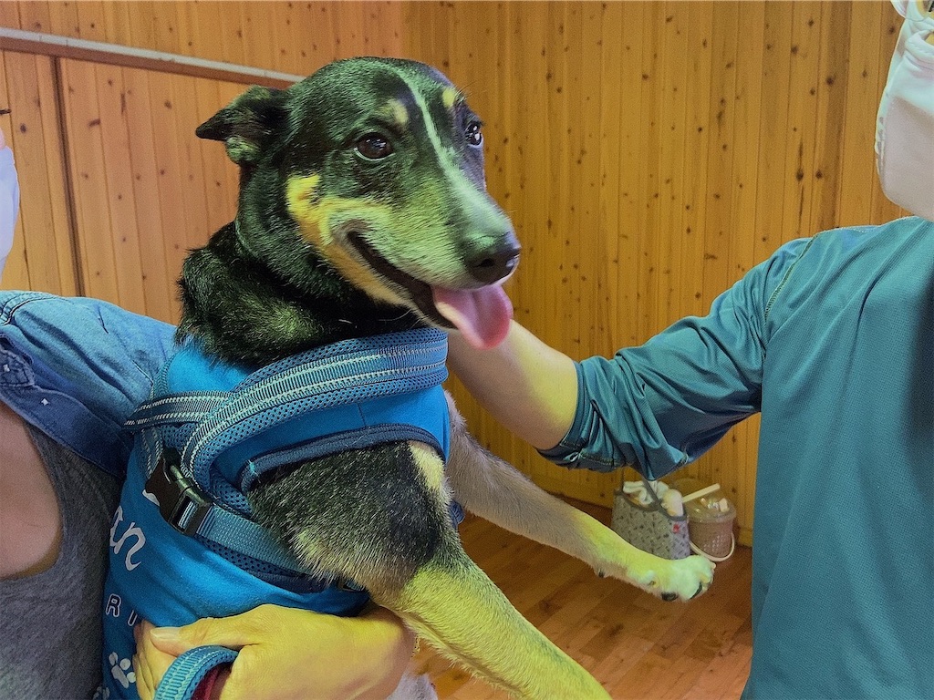 f:id:sakaivet2019:20201006142428j:image f:id:sakaivet2019:20201006142428j:image