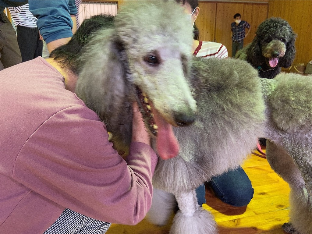 f:id:sakaivet2019:20201006142441j:image f:id:sakaivet2019:20201006142441j:image